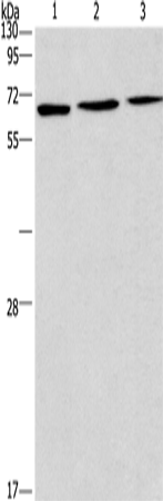 BIN3
