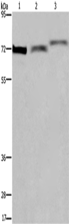 ARNTL