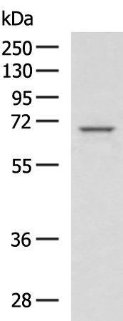 ZMYND11