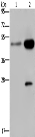 CD160