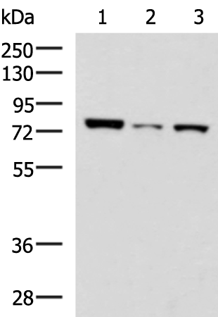 CD33