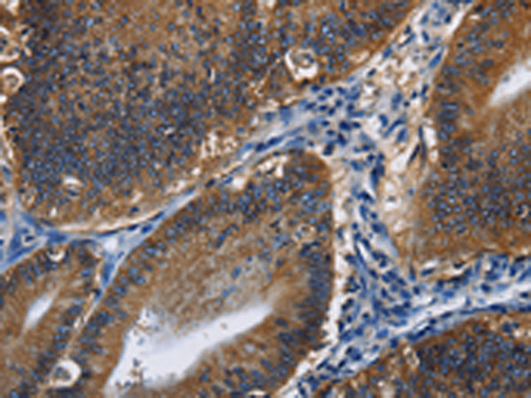 CD46