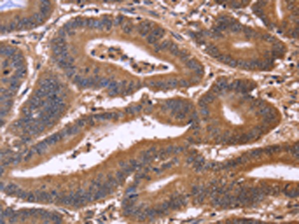 CDC37L1