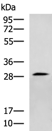 CENPH