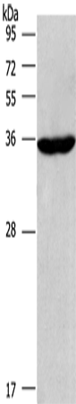 CIAPIN1