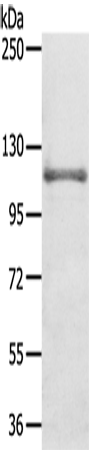 CNTROB