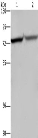 REL
