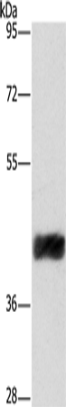 CRELD2