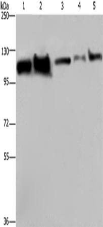 HSPA4