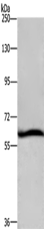 DCP1A