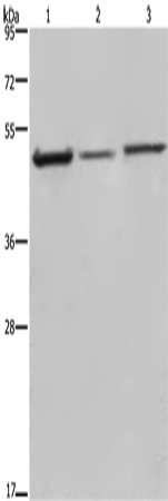 DCTN2