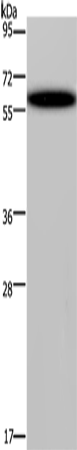 DDX19B