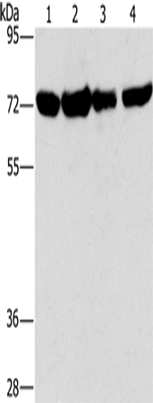 DEPDC1