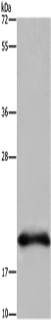 RNASE3