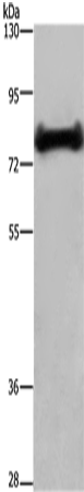 EHHADH