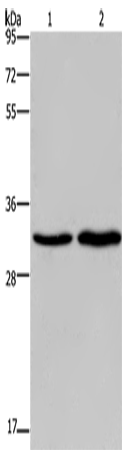 ELOVL1