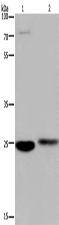 EPDR1