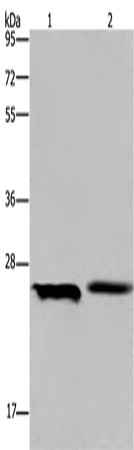 ETHE1