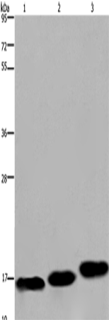 MYL12B