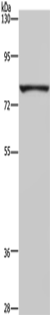 FASTKD3