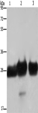 FHL1