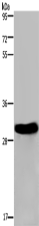 FHL2