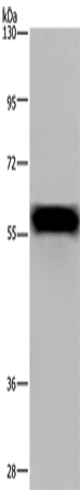 FGB