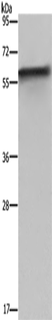 FKBP8