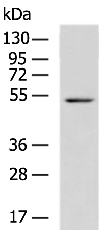 FLI1