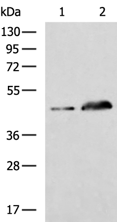 GCM1