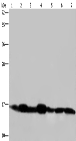 NDUFA13