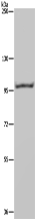 NEDD9