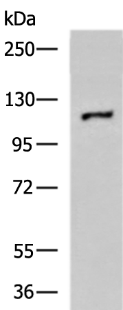 HIF1A