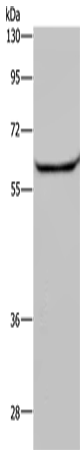 HACL1