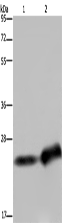 CSH1