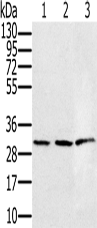 HSD17B8