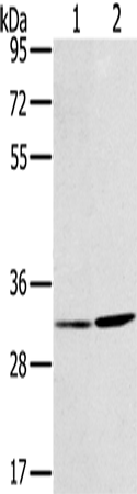 HSD17B12