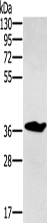 CCN3