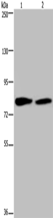TXLNA