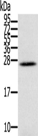 IFNL3