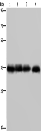 F11R