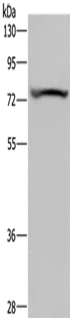 KCNQ1