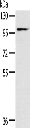 KCNQ5
