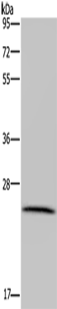LRRC57
