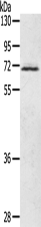 LTA4H