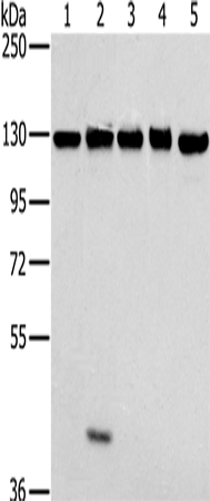 MATR3