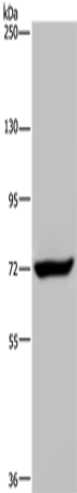 ZC3H12A