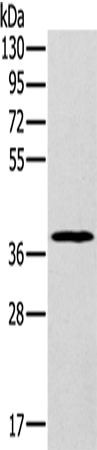 MDH1