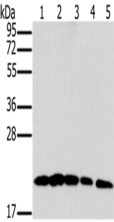 MRPL11