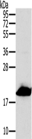 MRPL12